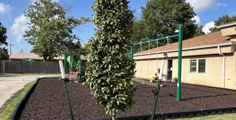 A photograph of the newly planted tree next to our playground.