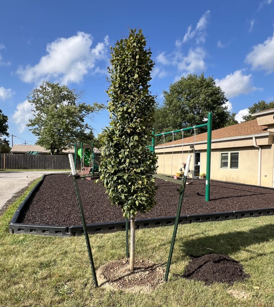 A photograph of the newly planted tree next to our playground.