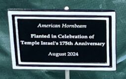 Image of plaque which reads "Planted in Celebration of Temple Israel's 175th Anniversary; August 2024"