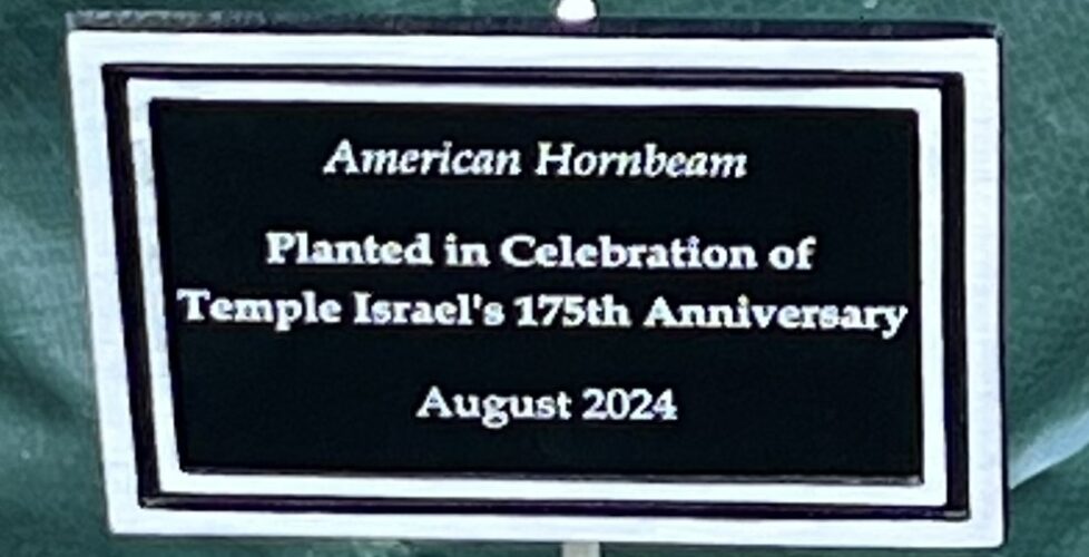 Image of plaque which reads "Planted in Celebration of Temple Israel's 175th Anniversary; August 2024"